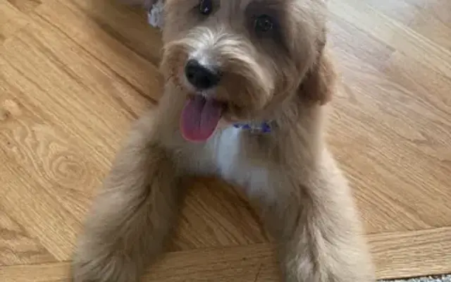Mutt'Staches Mobile Grooming in Colorado Springs, CO
