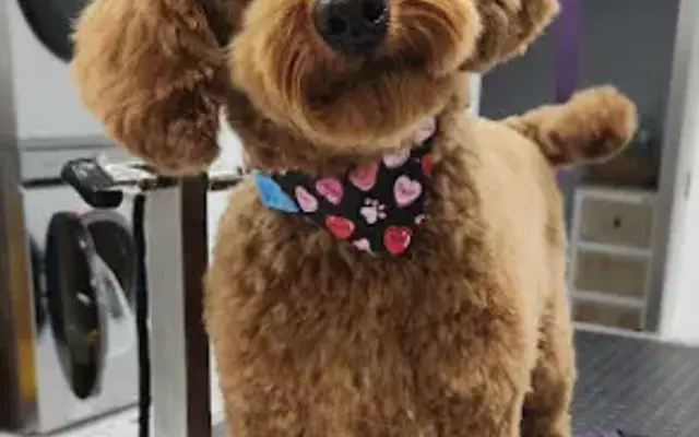 Tails Pet Salon in Athol, MA