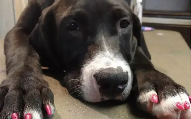 Karissa’s New Leash On Life Grooming in Middletown, NY
