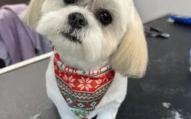 Bessie Mays Bark and Bloom Mobile Dog Grooming in Arcadia, FL