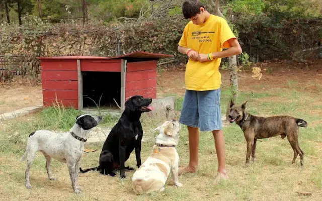 Perfect Pet Solutions in Bastrop, TX