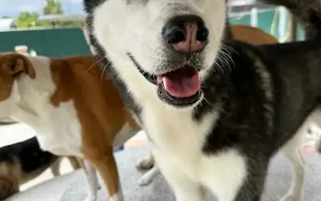 Better K9 Pet Resort in Corona, CA