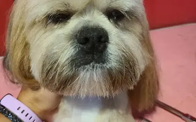 Grooming By Shandy in Loganville, GA