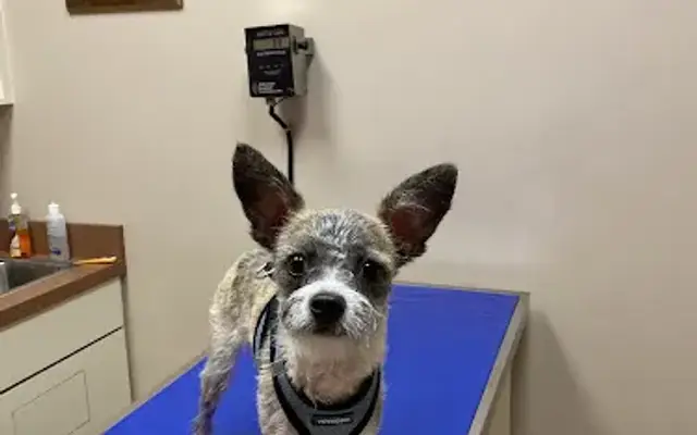 Uptown Animal Hospital in Chicago, IL