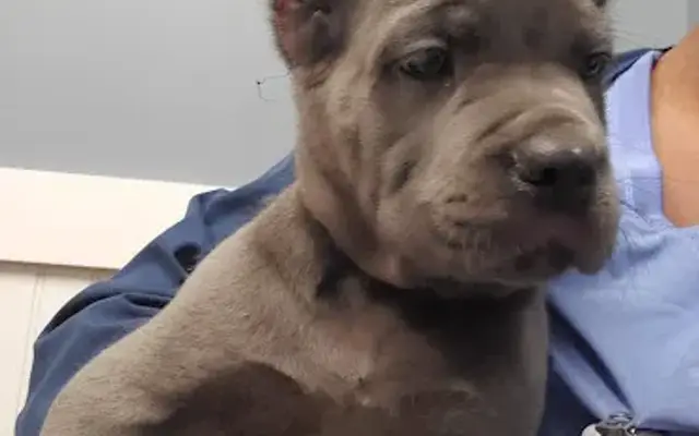 Hwy 5 Animal Hospital in Douglasville, GA