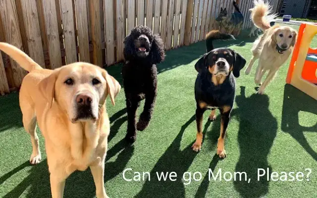 PawsCienda Pet Resort in Montpelier, VA