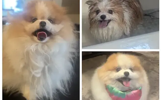 Canine Divine House Call Dog Grooming in Syracuse, NY
