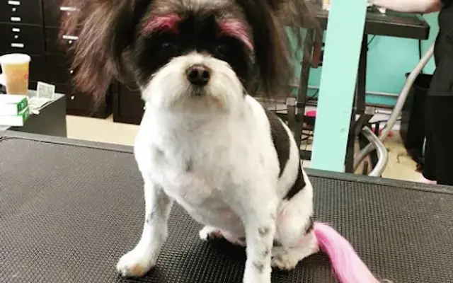 Doggy Styles in Millbury, MA