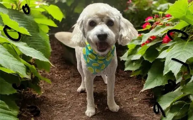 Paws Country Club in McDonough, GA