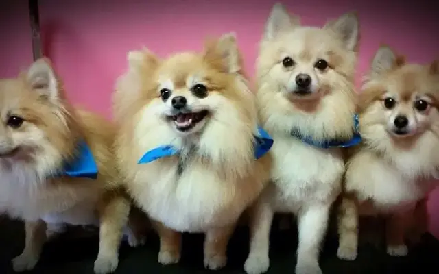 Panola Poodles in Panola, TX