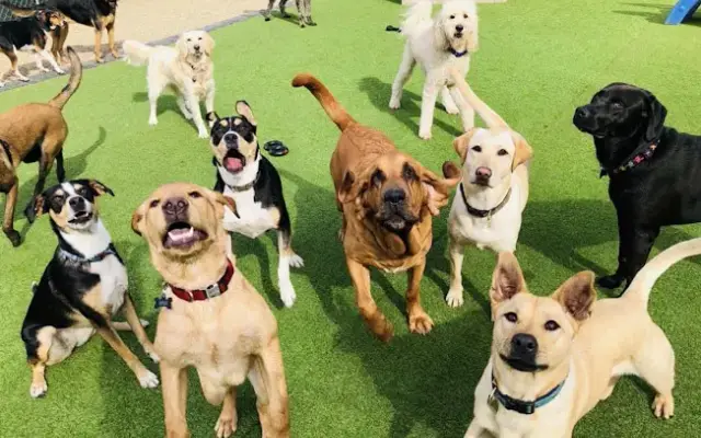 A Dogs Day Out in Hendersonville, NC