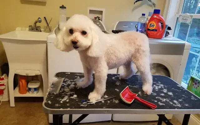 Azra's Pet Grooming in Gaithersburg, MD