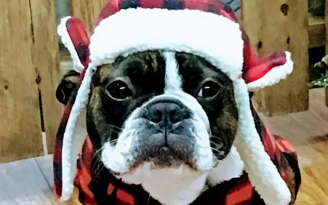 Ruffing It Pet Spa and Supplies LLC in Crumpler, NC