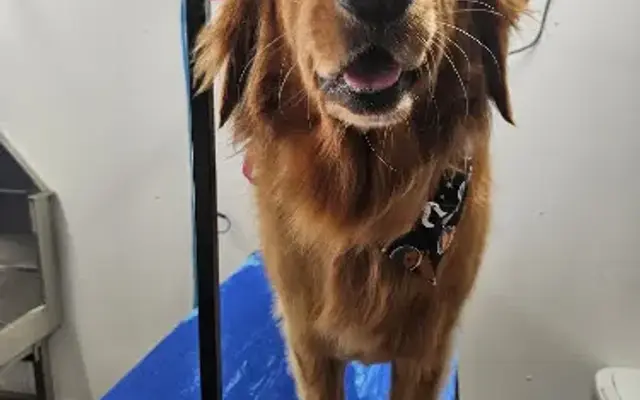 Golden Tails Dog Grooming in Midland, MI