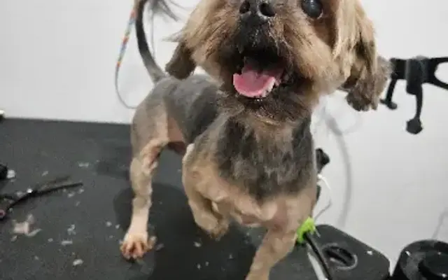 Bark N' Sparkle (League City) in Santa Fe, TX