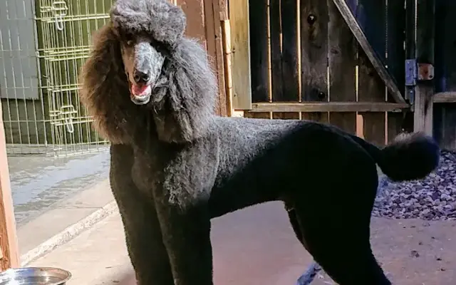 4 Pawz Pet Grooming LLc in Sedona, AZ