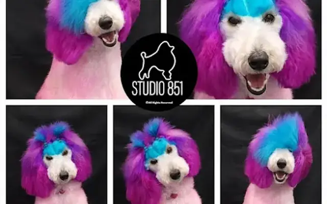 Studio 851 Pet Spa & Grooming L.L.C. in Alma, MI