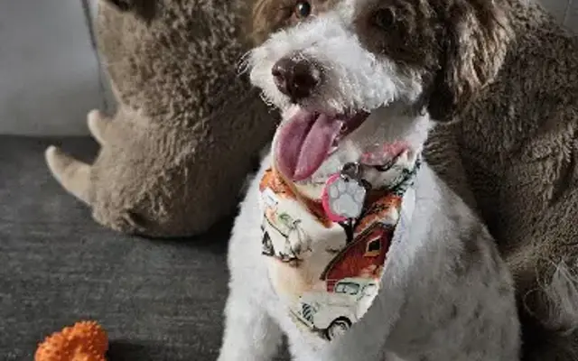 Groomer Has It Pet Salon & Boutique in Stephenville, TX