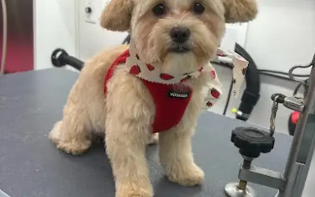 What a Wonderful Woof Mobile Dog Grooming in Chicago, IL