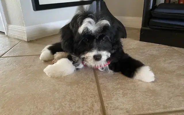 RUB-A-DUB-DOG (Mobile Grooming) in West Palm Beach, FL