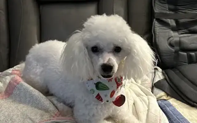 Hampton's Four Paws in Tanner, AL