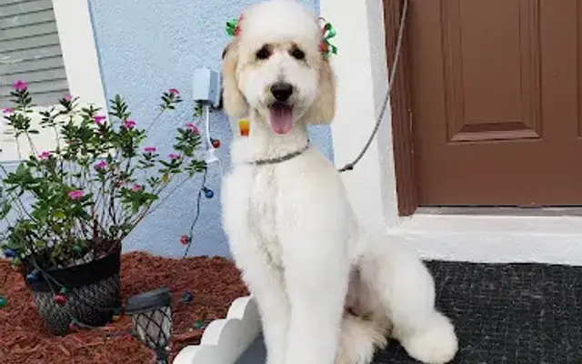 D'vine Pet Spa & Grooming LLC in Haines City, FL