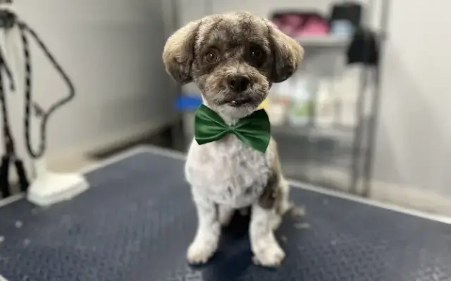 Gabby's Pet Spaw - Dog Grooming in Hudson, FL