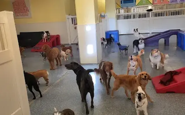Mr. Muggles' Dogs in San Francisco, CA