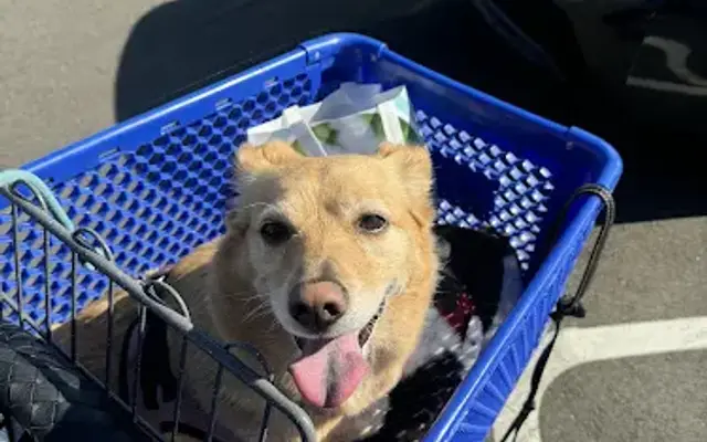 Organic Paws Pet Services in Buena Park, CA