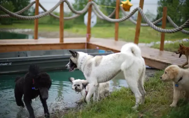 Zionsville Country Kennel in Whitestown, IN