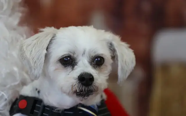 The Four Paw Spa Dog Grooming in Hanford, CA