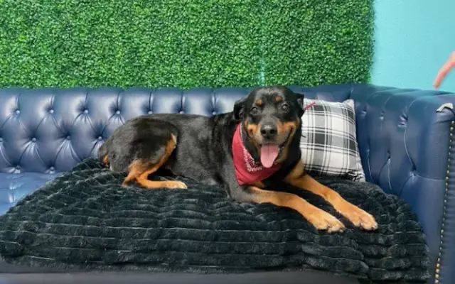 Happy Tails Groomers in San Antonio, TX