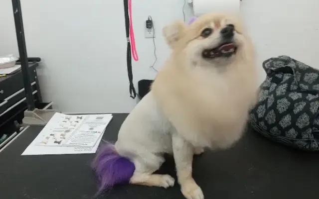 House Angel Grooming in Columbus, OH