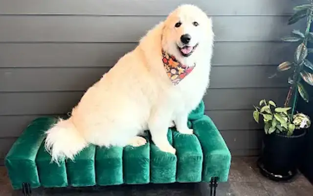 House of Hound Grooming LLC in Sandy, OR