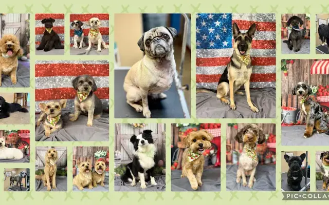 Hairy Hugo's Grooming in Gilbertsville, KY