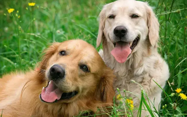 Bark & Roll in Chantilly, VA