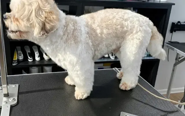 Kitten Ka-Poodle in Jacksonville, FL