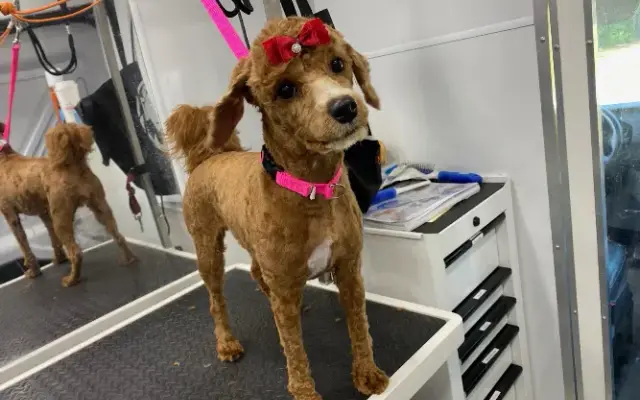 Bark & Bounce Mobile Grooming in Jacksonville, FL