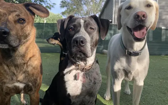 Pupachinos Doggy Daycare & Boarding in Leavenworth, KS