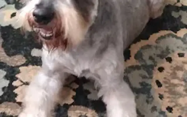 Canine Clippers in Mt Airy, NC