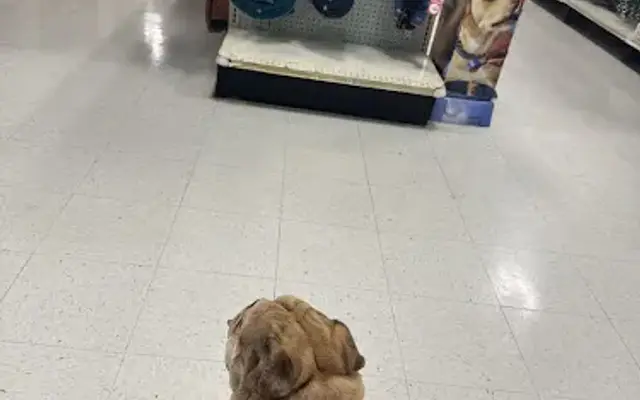 PetSmart Dog Training in Selma, TX
