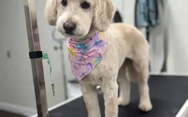 All Freshened Pup in Orange, CT