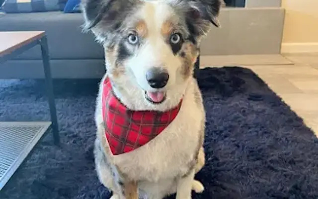 Love and Care Mobile Grooming in Redwood City, CA