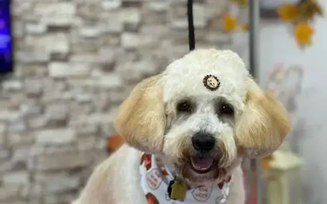 Lovely Pet Grooming & Beauty Salon in Philadelphia, PA