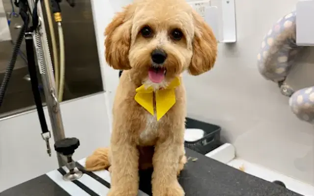 I Love My Pets | Mobile Grooming in Manchester Township, NJ