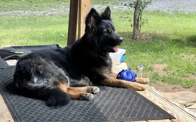 The Pampered Pooch Pet Salon and Boarding Kennels in Livingston, TN