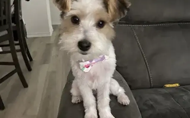 Hill Country Mobile Pet Grooming in Canyon Lake, TX