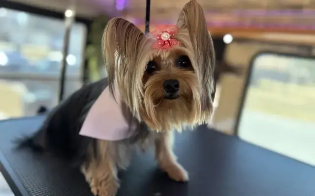 Destiny’s mobile grooming spa in DeLand, FL