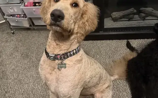 Happy Puppy Pet Grooming in Horizon City, TX