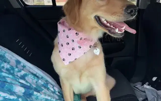 Pawla Dees Pup Salon in Freeport, PA